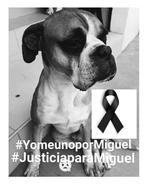 adoptaunavidaMD's tweet photo. Igual que pedimos #JusticiaParaSota también pedimos #JusticiaParaMiguel al pequeño bóxer que amarraron a un portón, le dieron croquetas mezcladas con petardos y le explotaron la cabeza, leemos a muy pocos exigir justicia💔

Firma porfa https://t.co/Amf1RNsvEf https://t.co/beOKCT1sgD
