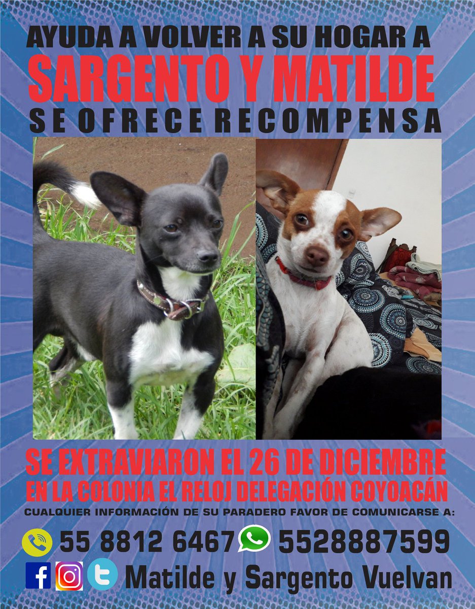 MySvuelvan's tweet photo. TENEMOS MUCHA FÉ EN EL CORAZÓN BONDADOZO DE QUIÉN LOS TIENE <3
#perrosperdidos #extraviados #perrosencontrados #chihuahuas #chihuahuasperdidos #matildeysargentovuelvan https://t.co/M3dum7BX7U