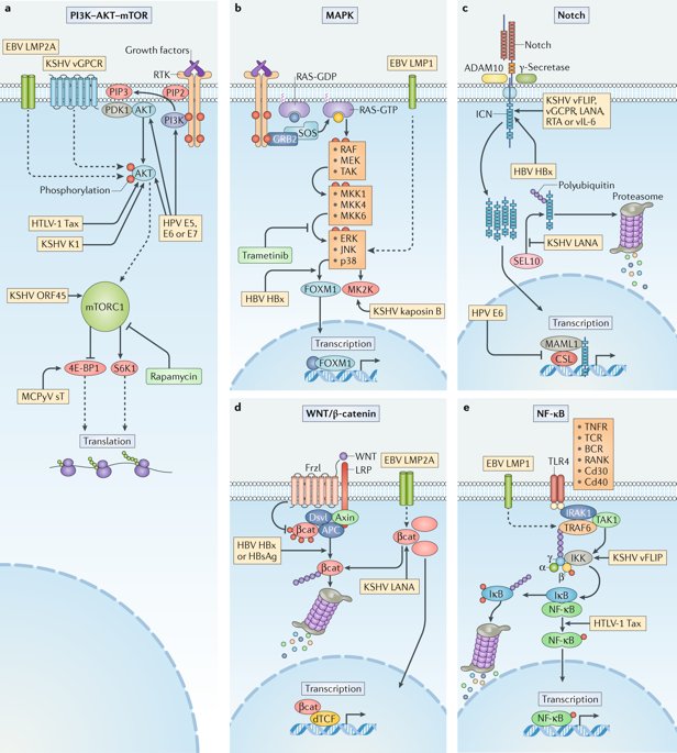 mmw_lmw's tweet photo. #Viral_Oncogenesis | Molecular Mechanisms in Humans | Signalling Pathways Targeted by Oncogenic Viruses | Jianxin You @PennMedicine @NatureRevMicro https://t.co/5UVSULzzhC | #2018ReCap_Aug https://t.co/saNeGlMGte