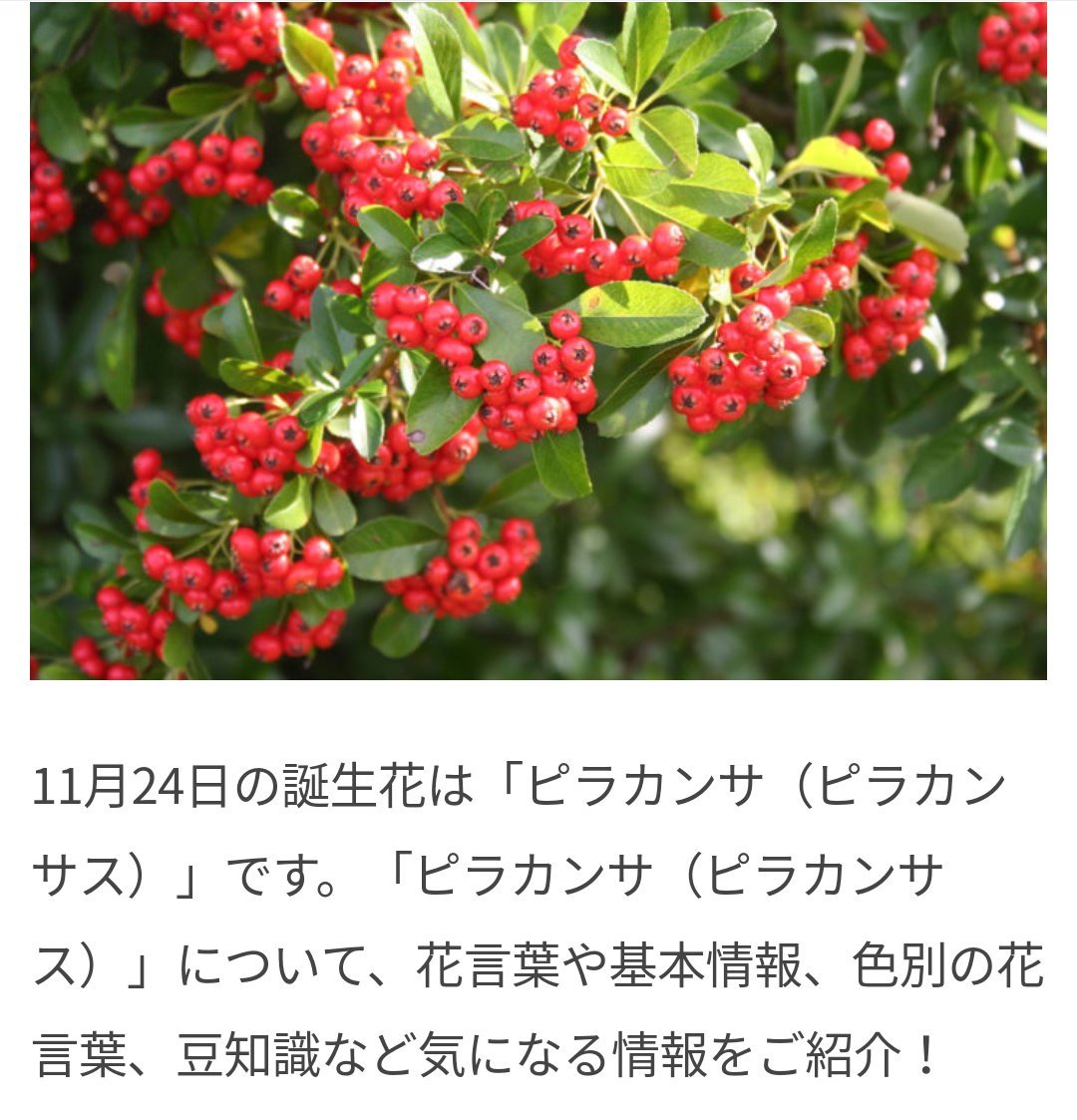 SK_2blue's tweet photo. そしてこれがピラカンサだとすると、11月24日の誕生花………
MVの中に、M!LKの結成日(11/24)と、新生M!LK初披露日(8/28)の誕生花があるってこと？？
映り込み小さくて確信が持てないけれど…… https://t.co/K5N6vaFGVZ