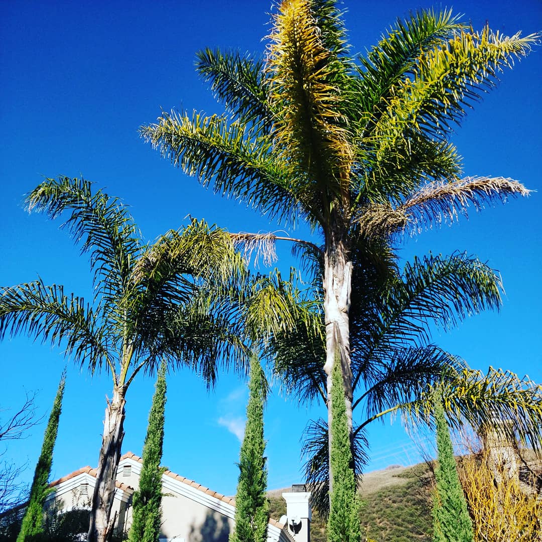 Who doesn't like palmtrees?