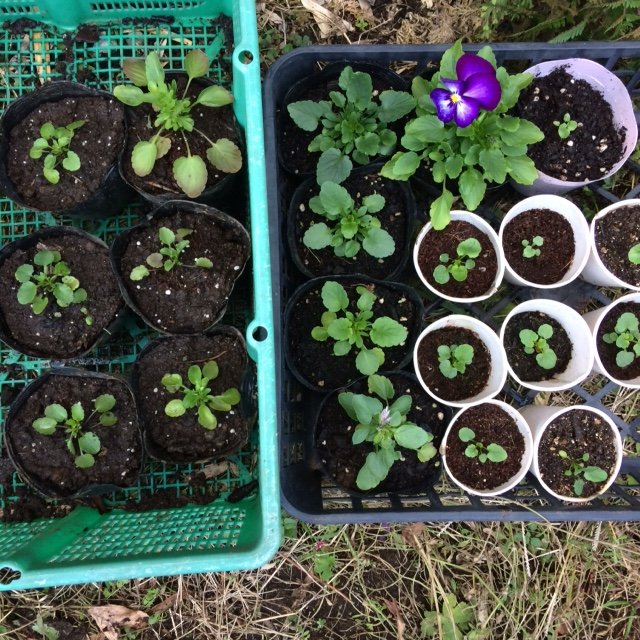 開花第一号だった虹色スミレ、こんなに大きくなりました
そして当然のように写り込んでくる犬 