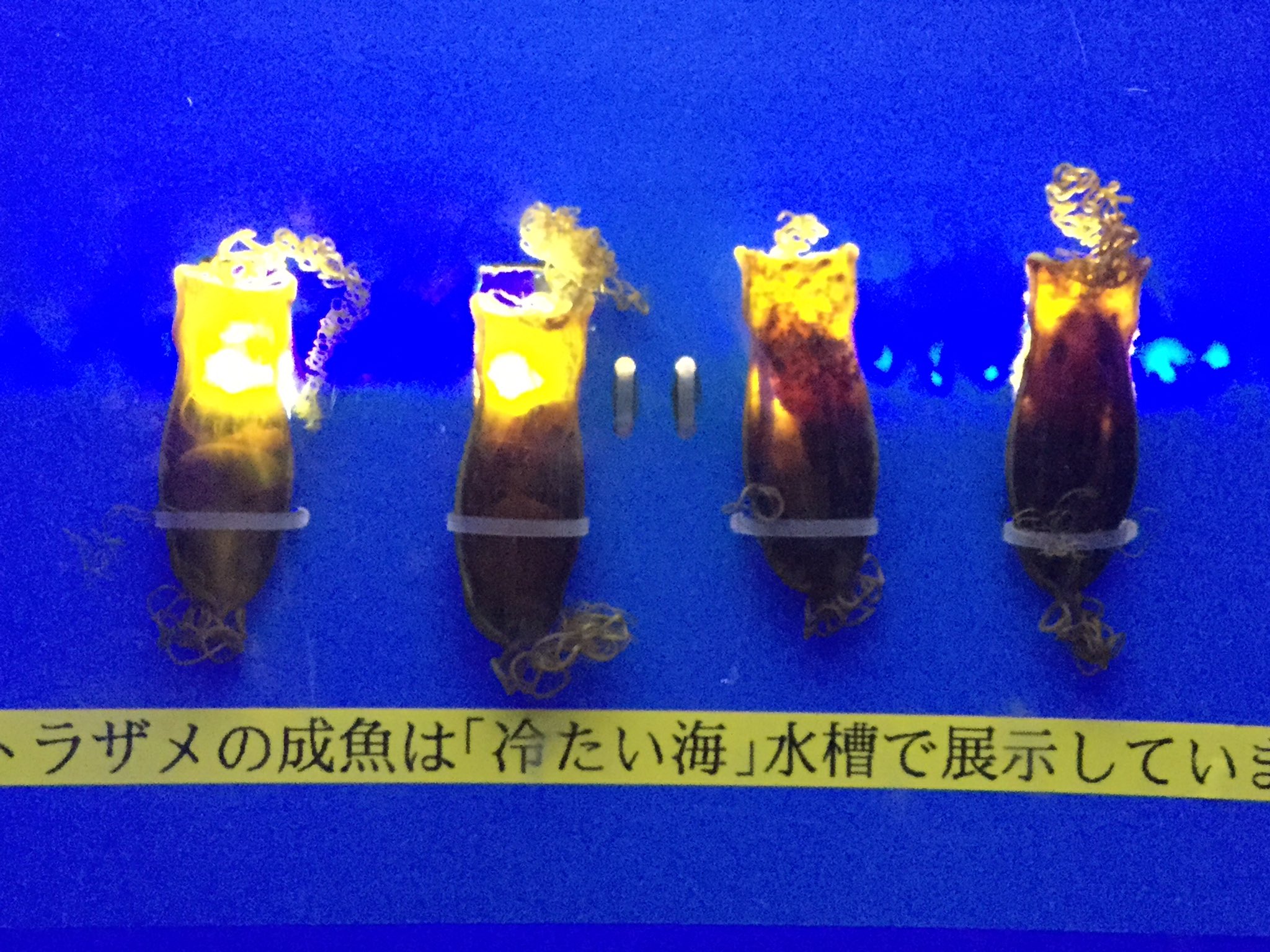 いえカニ 海中会リーダー サンシャイン水族館 トラザメの卵とトラザメです 卵の中身が動いているのを見ることができました トラザメ口が可愛いですね T Co 9otccm7vys Twitter