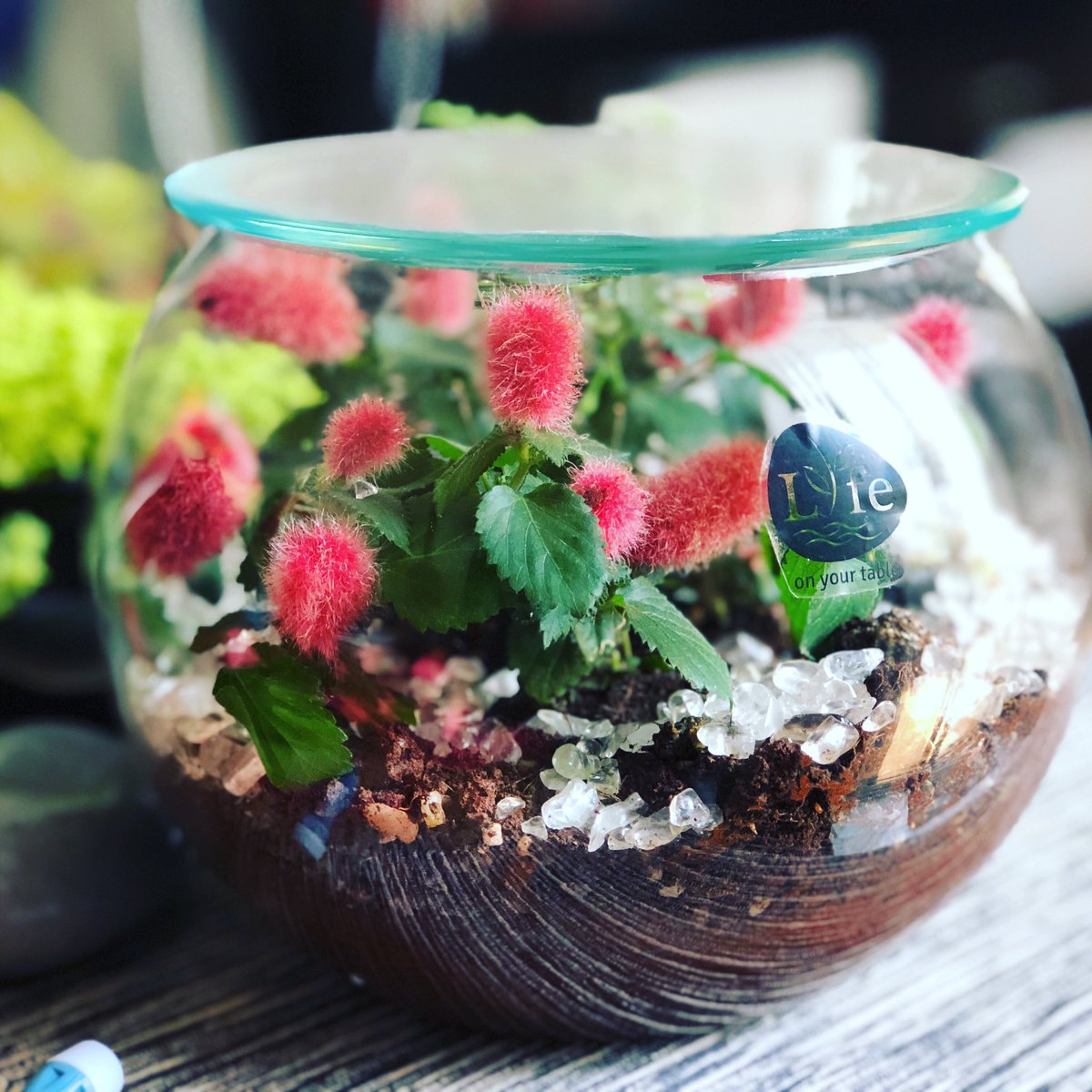 lifeonyourtable's tweet image. The #newyears colors in a bowl  #acalyphareptans #acalypha  #terrarium #lifeonyourtable #happyweekend #pune #puneinsta #lifeinabowl