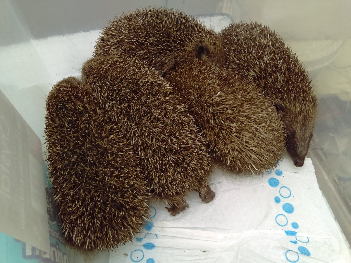 box of hedgehogs