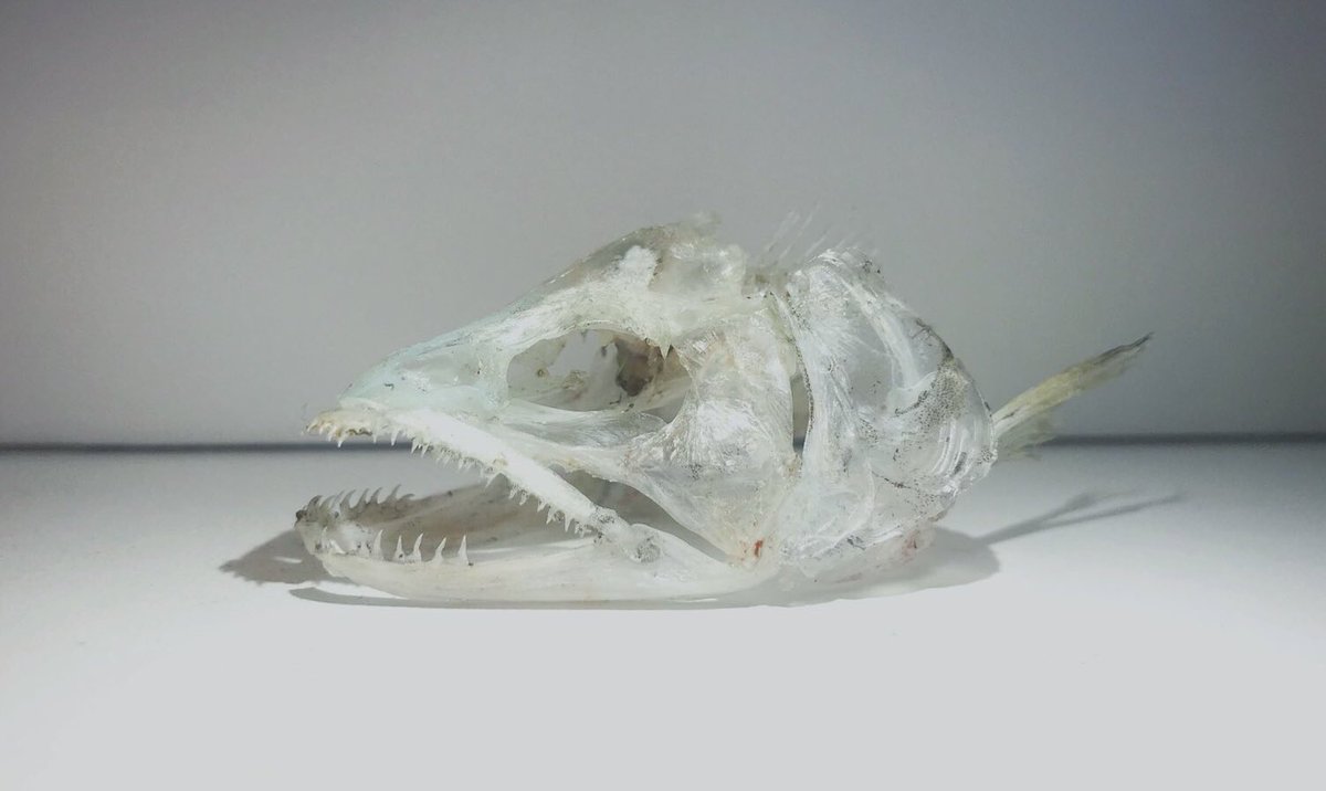 ヤマメ(Oncorhynchus masou masou) の頭骨標本が完成しました。 サケ科