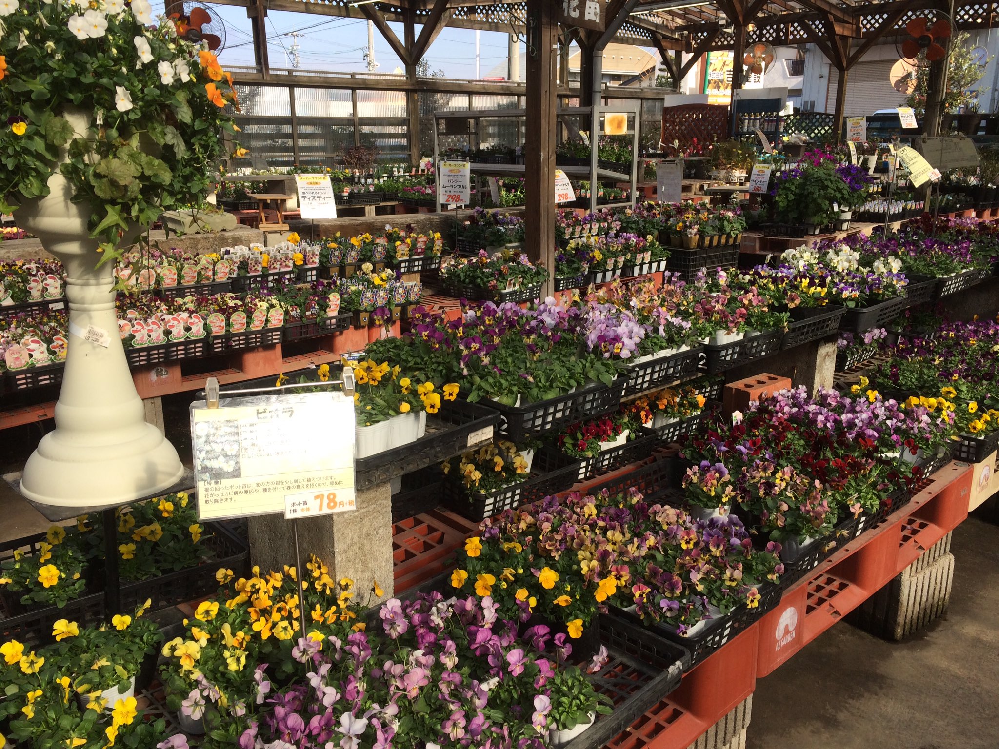 ｃｉｅｌ ａｌｅｎｃｏｎ シエル びあやさんと園芸店ツアー最初はアズガーデン大治店 シクラメンが半額セールになっていた サントリーの買おうかな 園芸 ガーデニング T Co Btxqy8owci Twitter