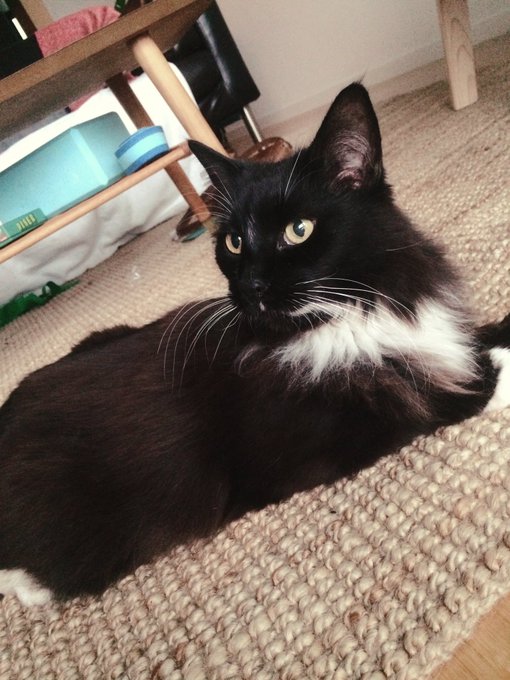 31 Days of Molly: Day 5  This is the year I do consistent adult things like my pay all my speeding and