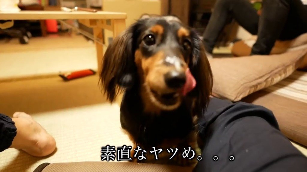 癒しを求めて 動物のおもしろ動画 Pj9wcoynvxbuswl Twitter