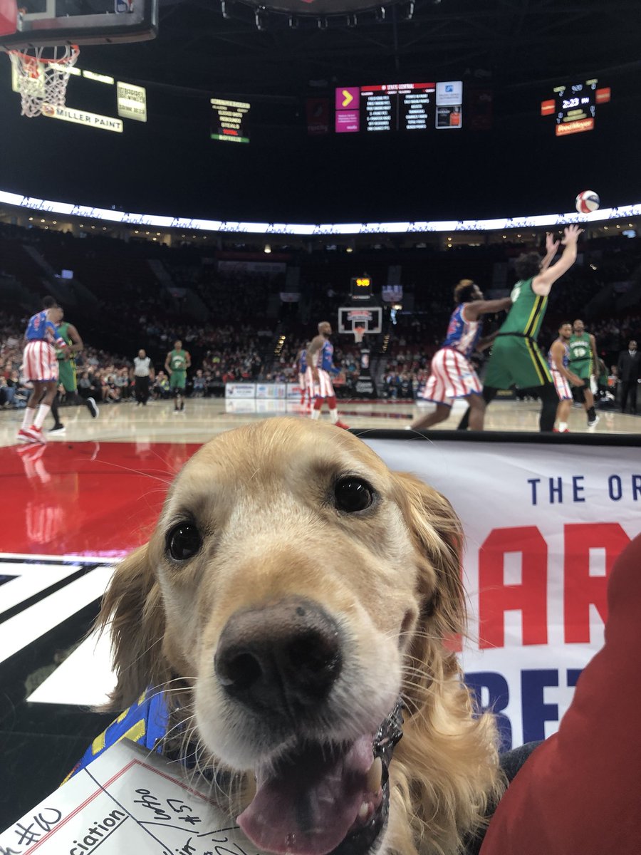 RustyRodas's tweet image. I got to be the Honorary Captain at the @Globies game in #portland haha sat courtside and everything. I love my life. Thanks @Globies! #doglife