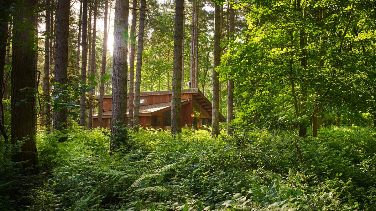 Forest Holidays On Twitter Dotted Among The Statuesque Pines Of
