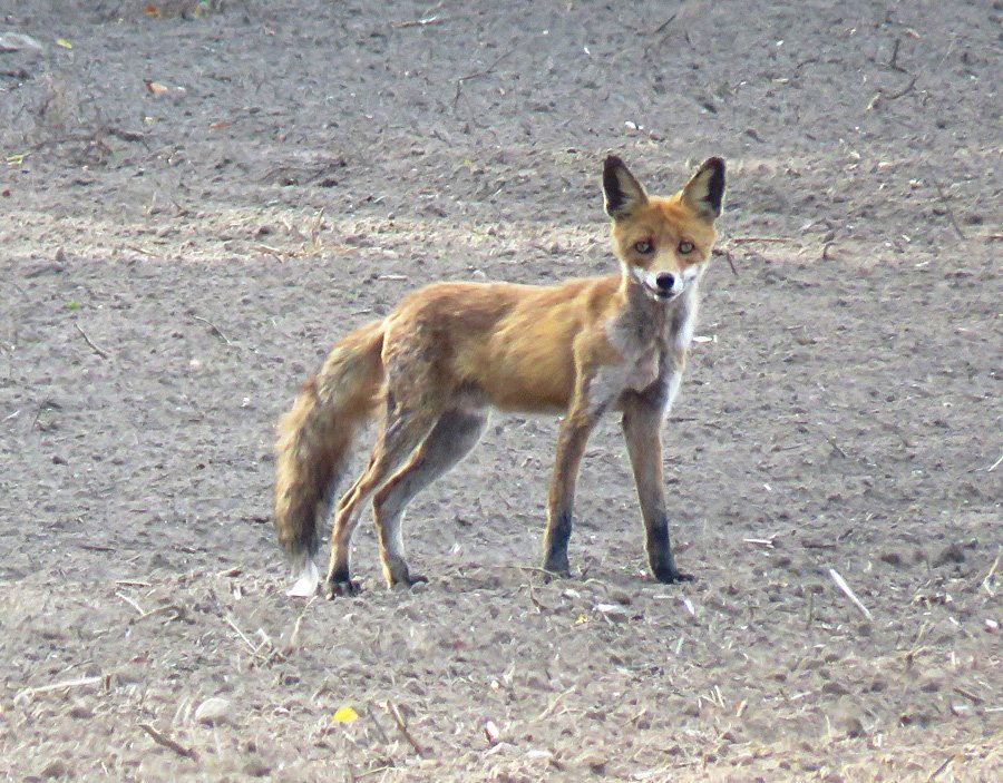 Interesantākās manas tikšanās ar dzīvniekiem 2018. gadā:
Gada dzīvnieks - vāvere, kuru reiz paveicās iemūžināt ilgākā fotosesijā;
negaidītā sastapšanās ar briedi zāļu purvā;
neparastā izskata bruņuts Orthezia urticae;
bēgošā lapsa, kas ik pa brīdim atskatījās.
#JulitasTop2018
