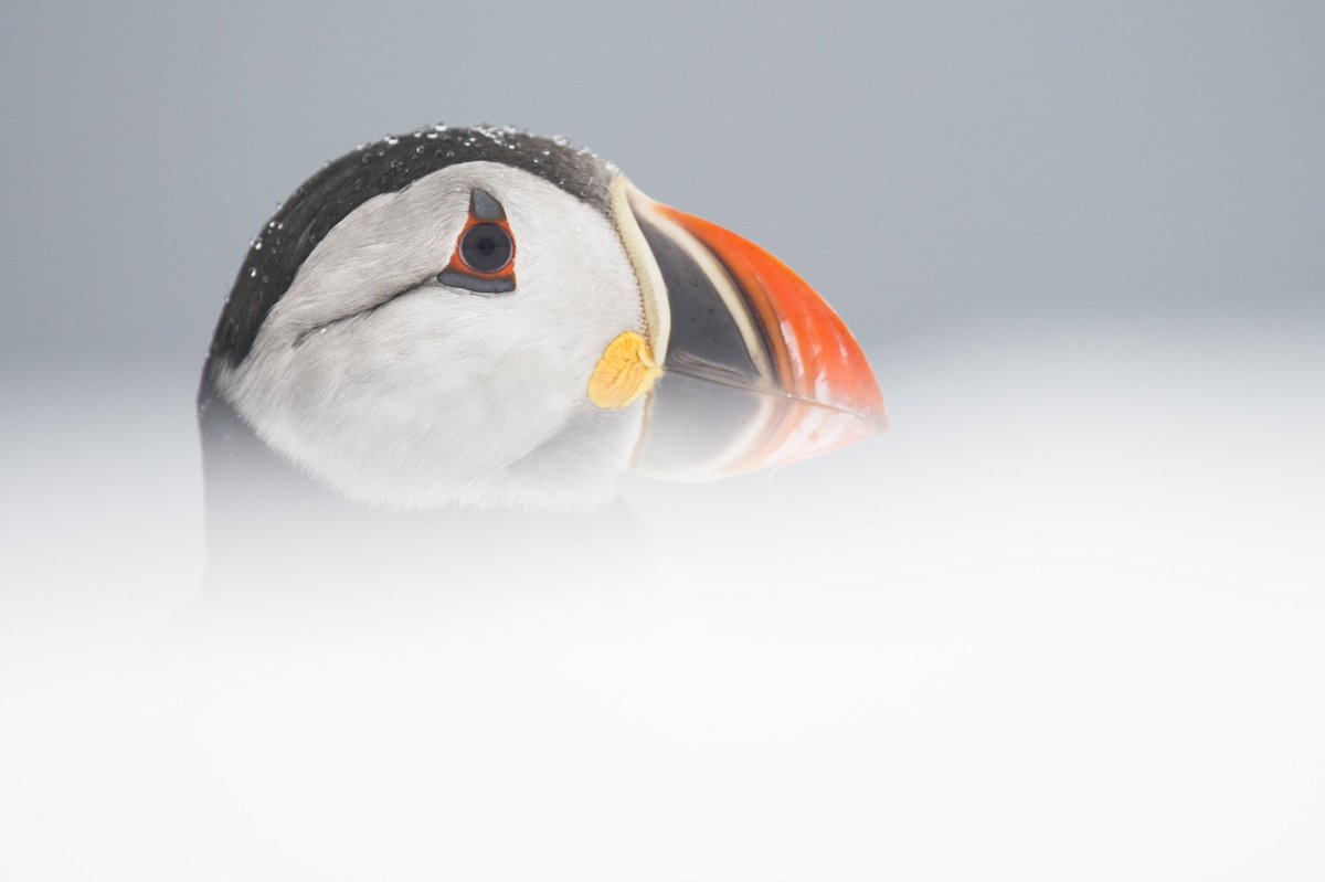 wildplanetguide tweet picture