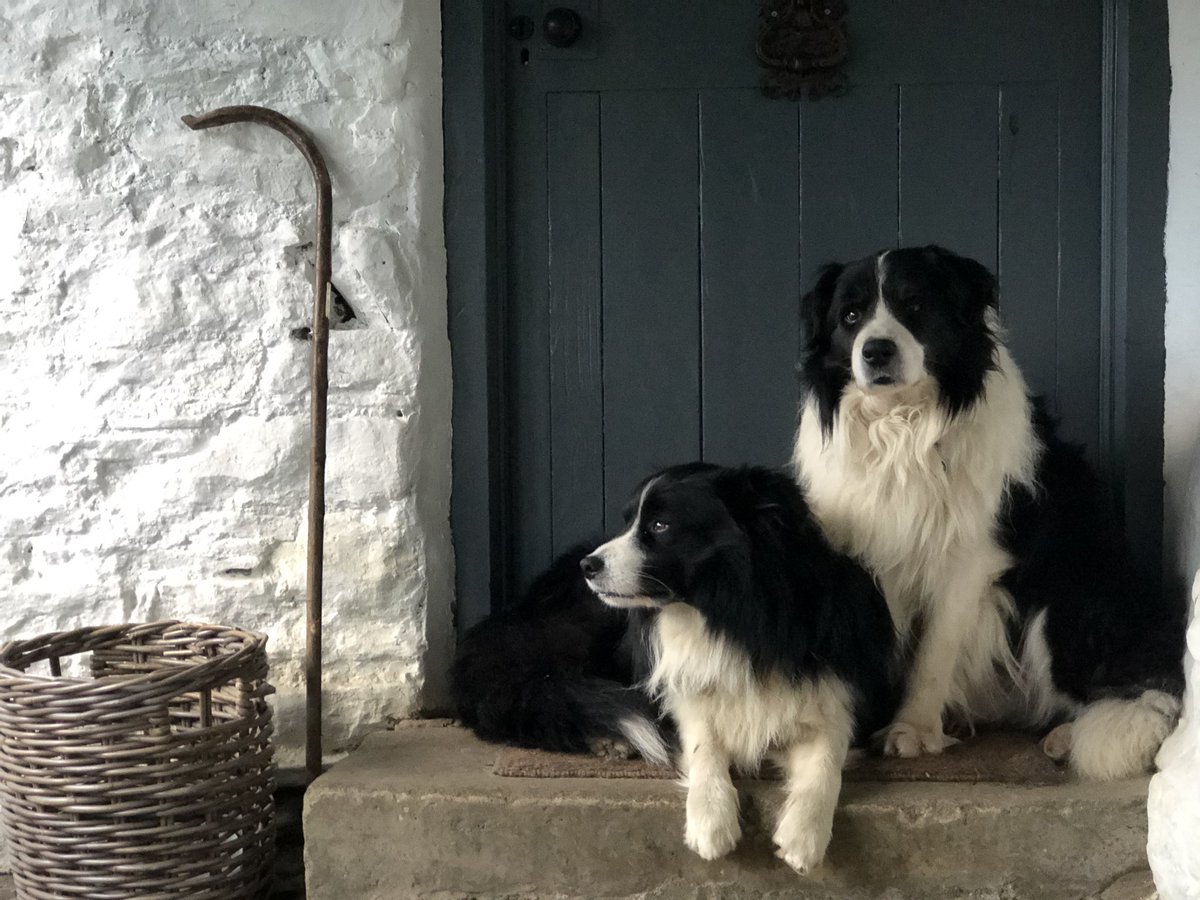 Faithful friends by my side day and night. Work and play. @NFUCountryside @CumbriaWeather @visitsedbergh @countrylifemagazine #winter #farm #shepherdess #sheepdog #sheep 🐏🐏🐏