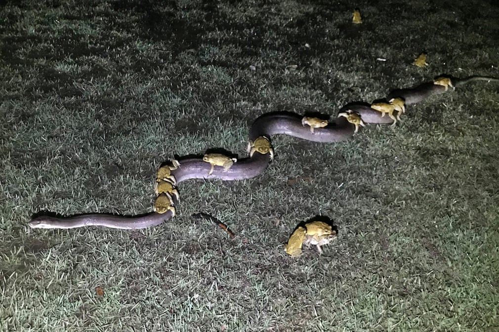 Increíble verdad Decenas de sapos haciendo autostop sobre pitones