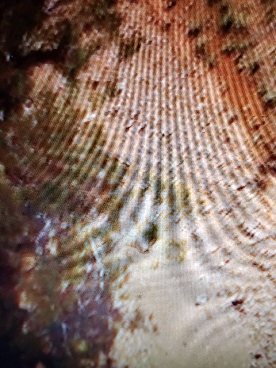 screamtactics's tweet image. #papstar life