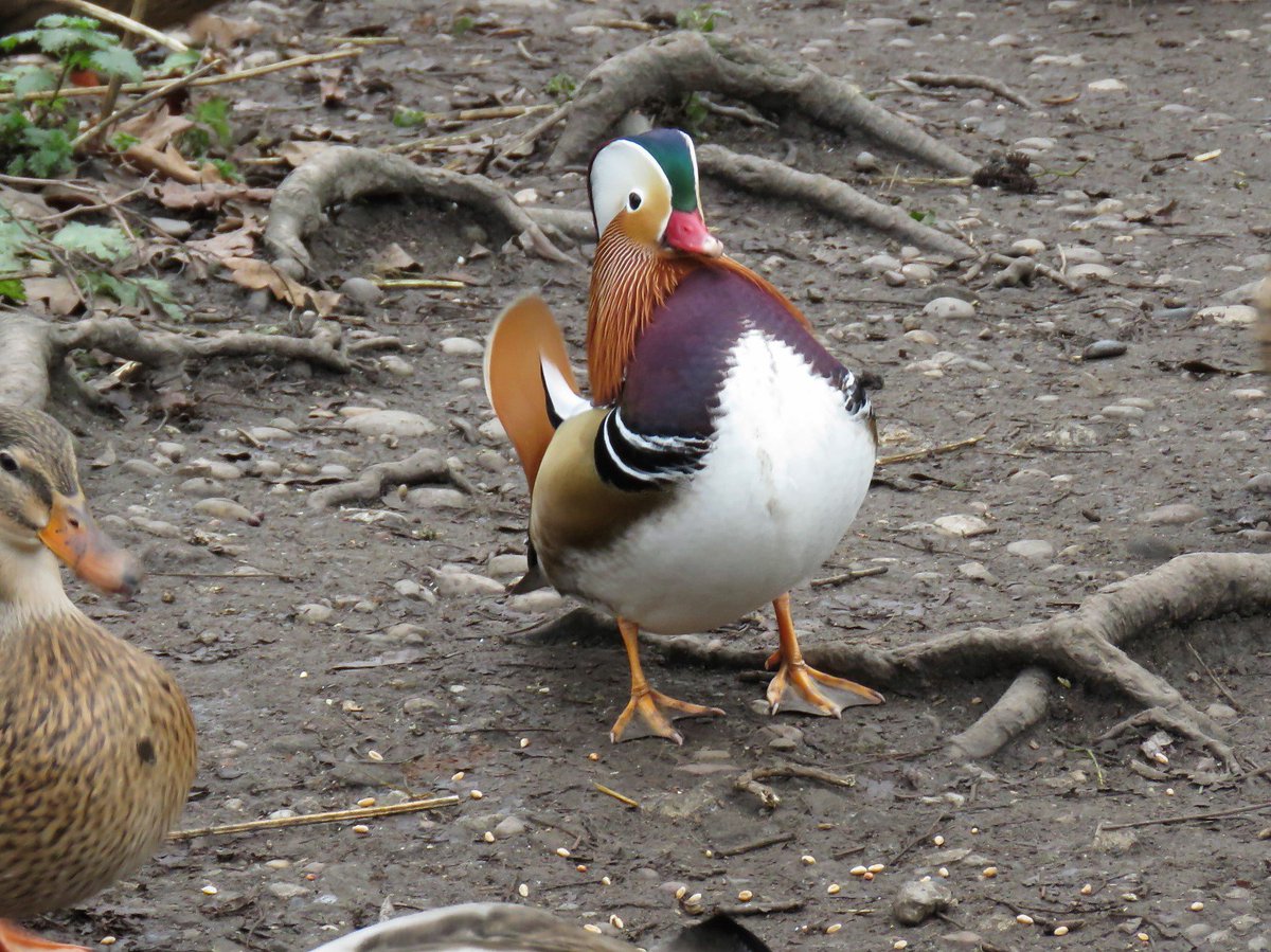 cihurst's tweet photo. DRAKE MANDARIN really puffed himself up to compete for seed with Mallards and Coots #RuffordCP Notts. @Nottswildlife @Britnatureguide @NatureUK @RSPBNotts https://t.co/2MqbvzPrge