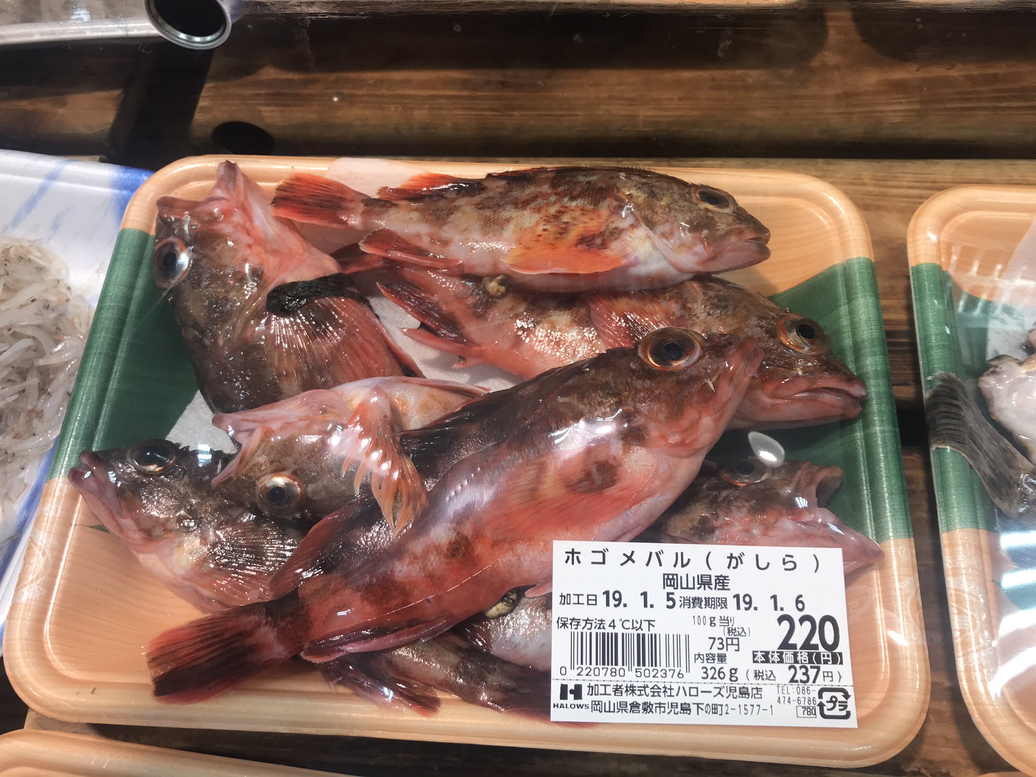 ぬこまた釣査団 隊長 大西 網にかかって逃しきれなかった個体だろうか 可愛いサイズの魚たちがs ノ ノさらに地元の僕でも始めて聞く地方名笑 確かにカサゴは赤メバルって言ってた気はし ぬこまた釣査団 隊長 大西 網にかかって逃しきれなかった個体だろうか 可愛いサイズの魚たちがs ノ ノさらに地元の僕でも始めて聞く地方名笑 確かにカサゴは赤メバルって言ってた気はし