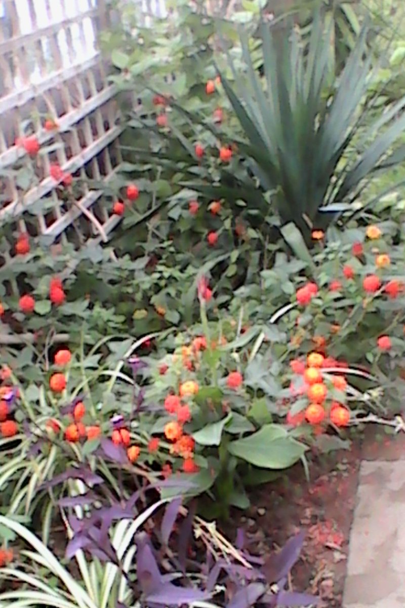 TOMORROW – Come visit Wolves Lane! – SUNDAY Jan 6th 12noon~4pm wolveslane2018.wordpress.com/2019/01/05/tom…