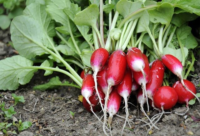 Mmmh 😋 des bons radis rouges chinois à retrouver bientôt sur eroeshop.com
#produitseroe #produitslocaux #produitsbio #circuitcourt #ventedirecte #fermeduboutchoue #choue #centrevaldeloire #tellementhatedevousleslivrer bit.ly/2LSljRH