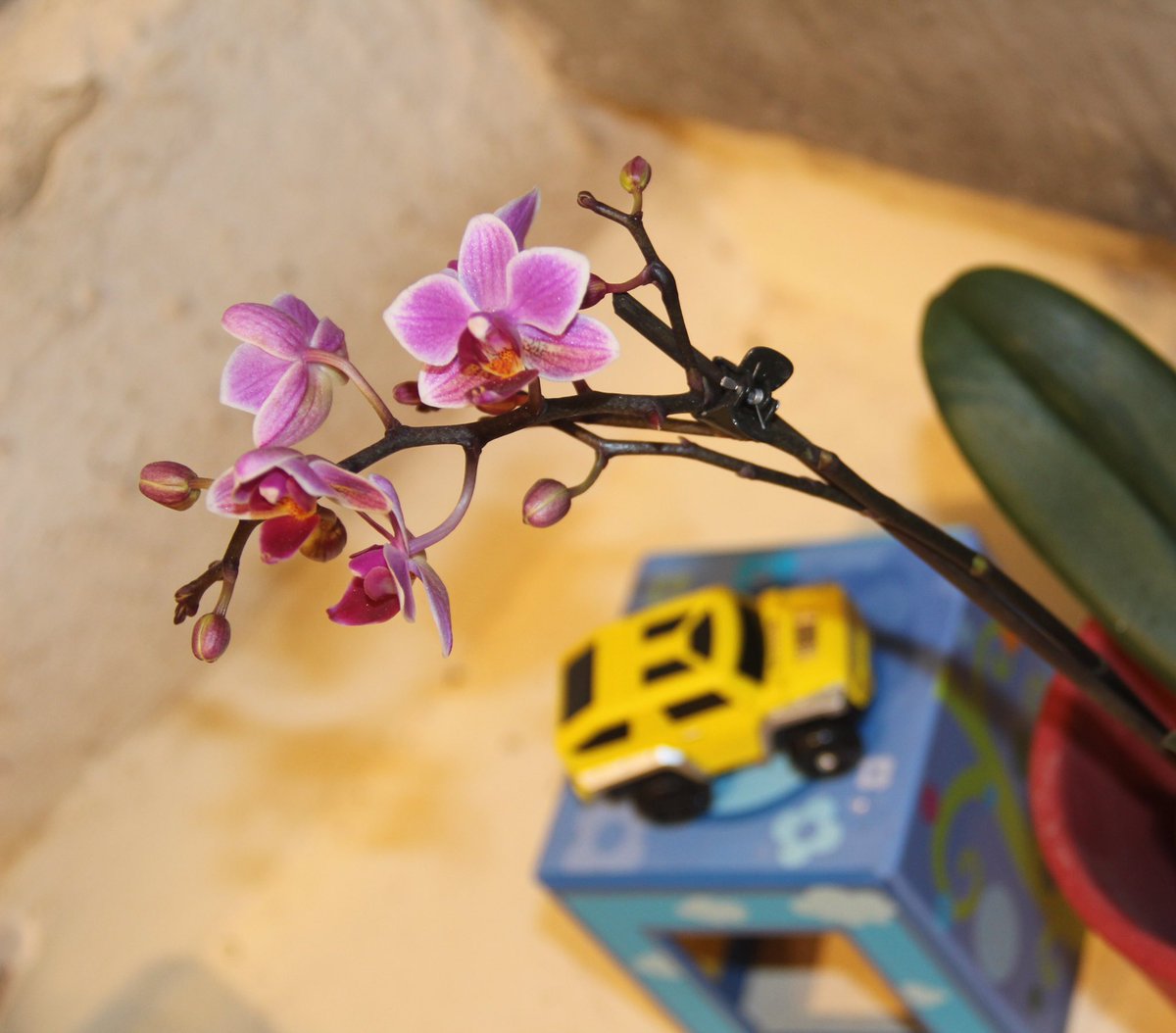 “Pels Reis, el dia creix i el fred neix” 

#artfloral #floralart #flors #flowers #orchidaceae #orquídies