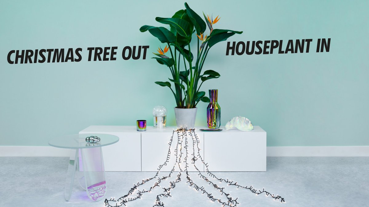 Welcome in 2019 with new houseplants. Don’t mourn the loss of your Christmas tree, win a Kentia palm to bring your home back to life: thejoyofplants.co.uk/christmas-tree…