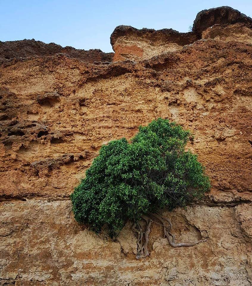 Barbara_Who_'s tweet photo. My favourite tree... #Tenacity is her name.
We CAN do anything, still thrive and still be beautiful in our own special way, even when things are really, really tough.
This is at #WalkerFlat on the #RiverMurray in #SouthAustralia, btw. Such a beautiful place. https://t.co/6apAXZn6Bc