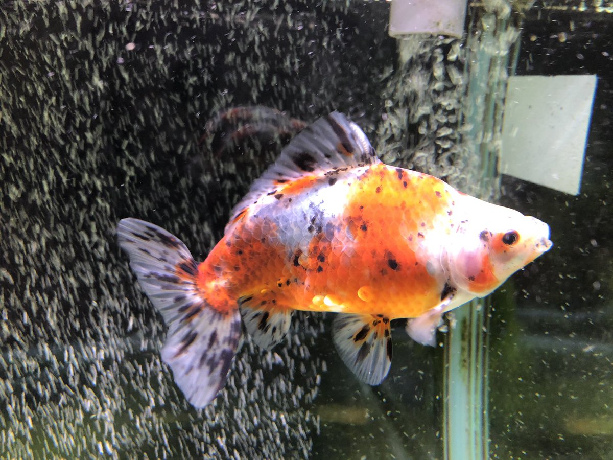 金魚屋あいこ Twitter Search