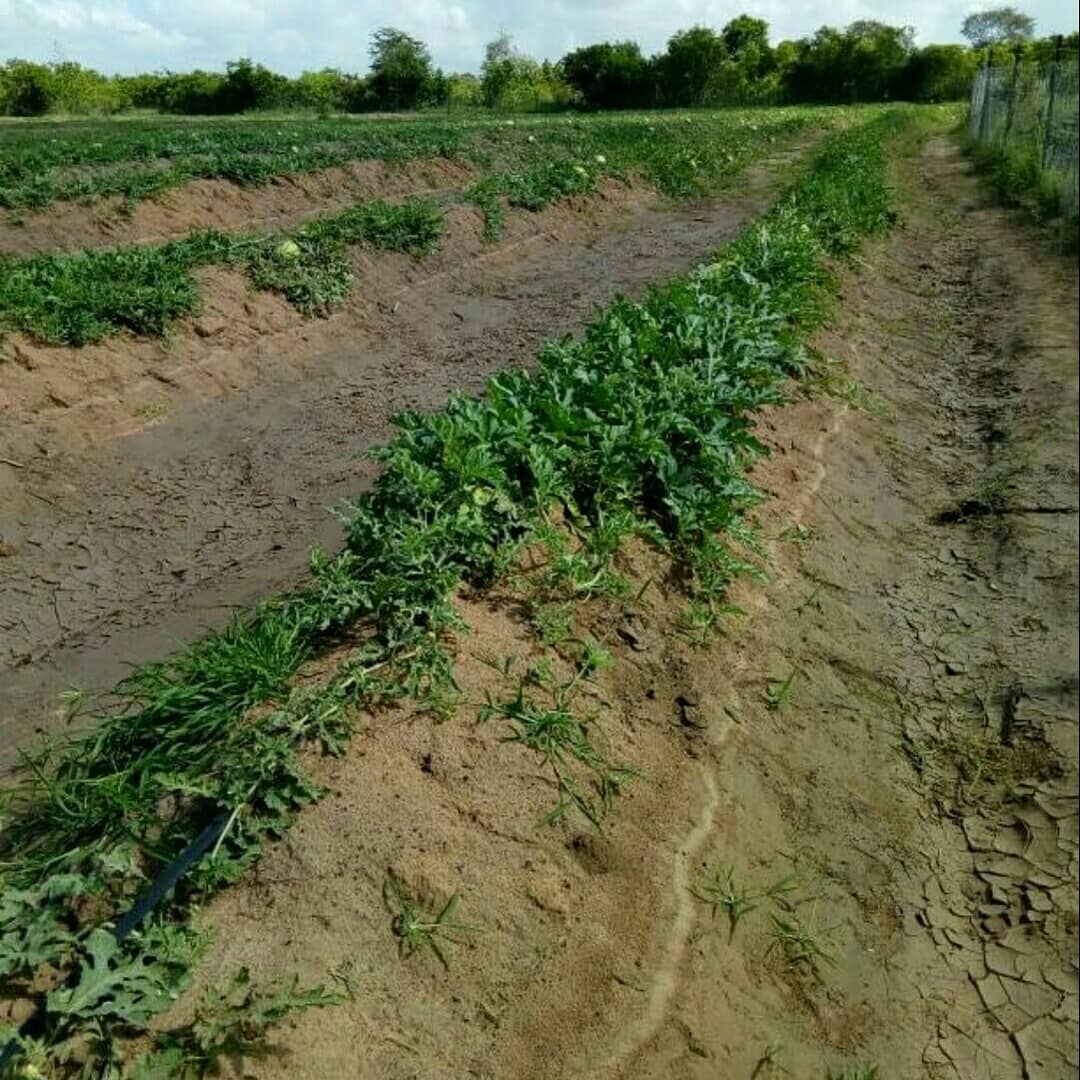 AJakobala's tweet image. Don&apos;t they look beautiful.#Allformelons