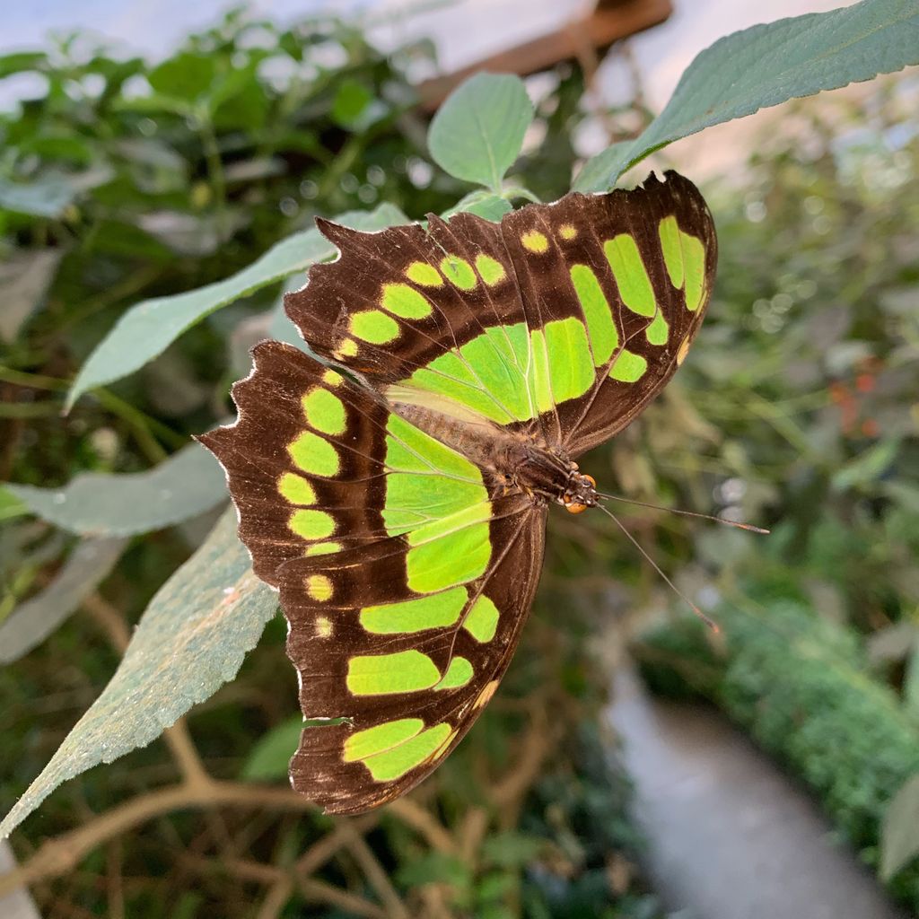 A green and brown butterfly resting on a leaf. Taken at Pili Pallas ‘Nature World’ in Wales.