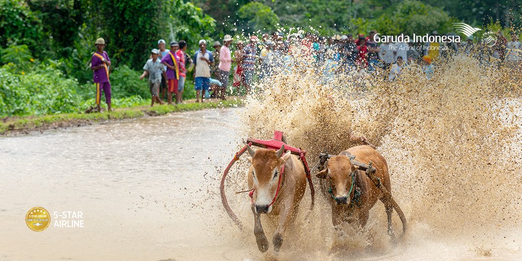 1. Di sebelah utara Padang, tepatnya di Tanah Datar, kamu bisa nonton serunya pacuan sapi atau biasa disebut Pacu Jawi.