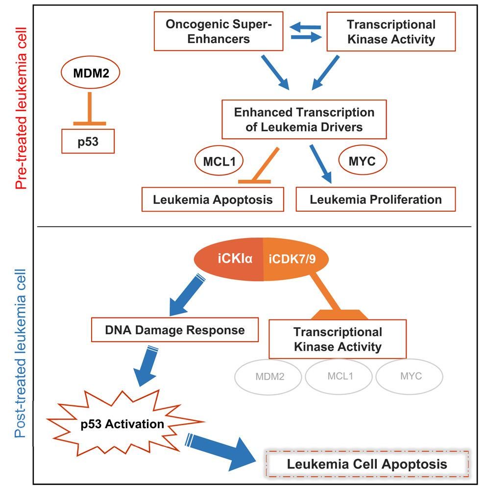 mmw_lmw's tweet photo. Targeting #SuperEnhancers with small molecule Inhibitors in #AML |
Yinon Ben-Neriah @HebrewU @CellCellPress https://t.co/IpXDHZ6of4 | #2018ReCap_Aug https://t.co/HxHJLO13nS