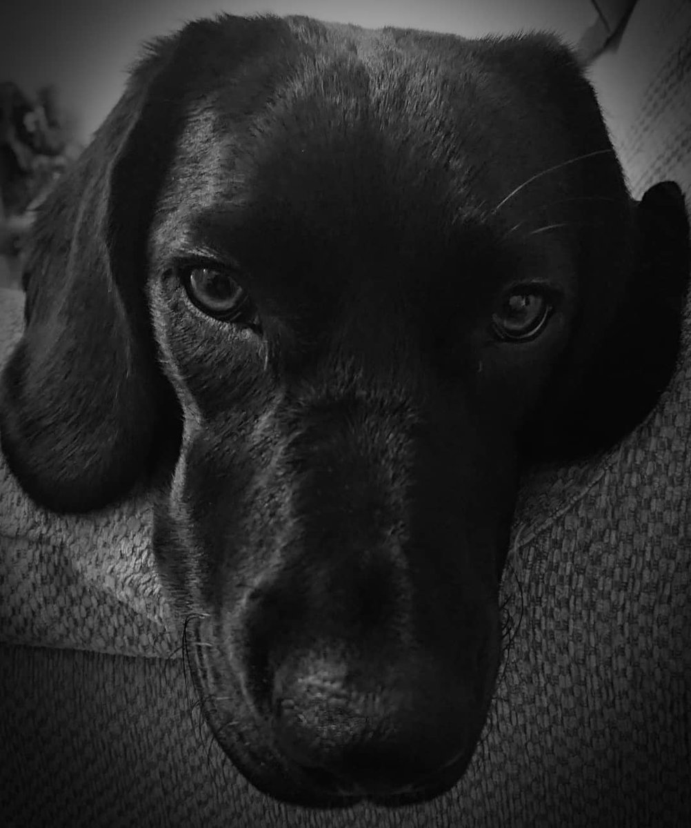 Sbd08Simon's tweet photo. Some black and whites of #Ripley #springerdorpuppy #springerdorable #springerdorsoftwitter https://t.co/KRylLvfY1o