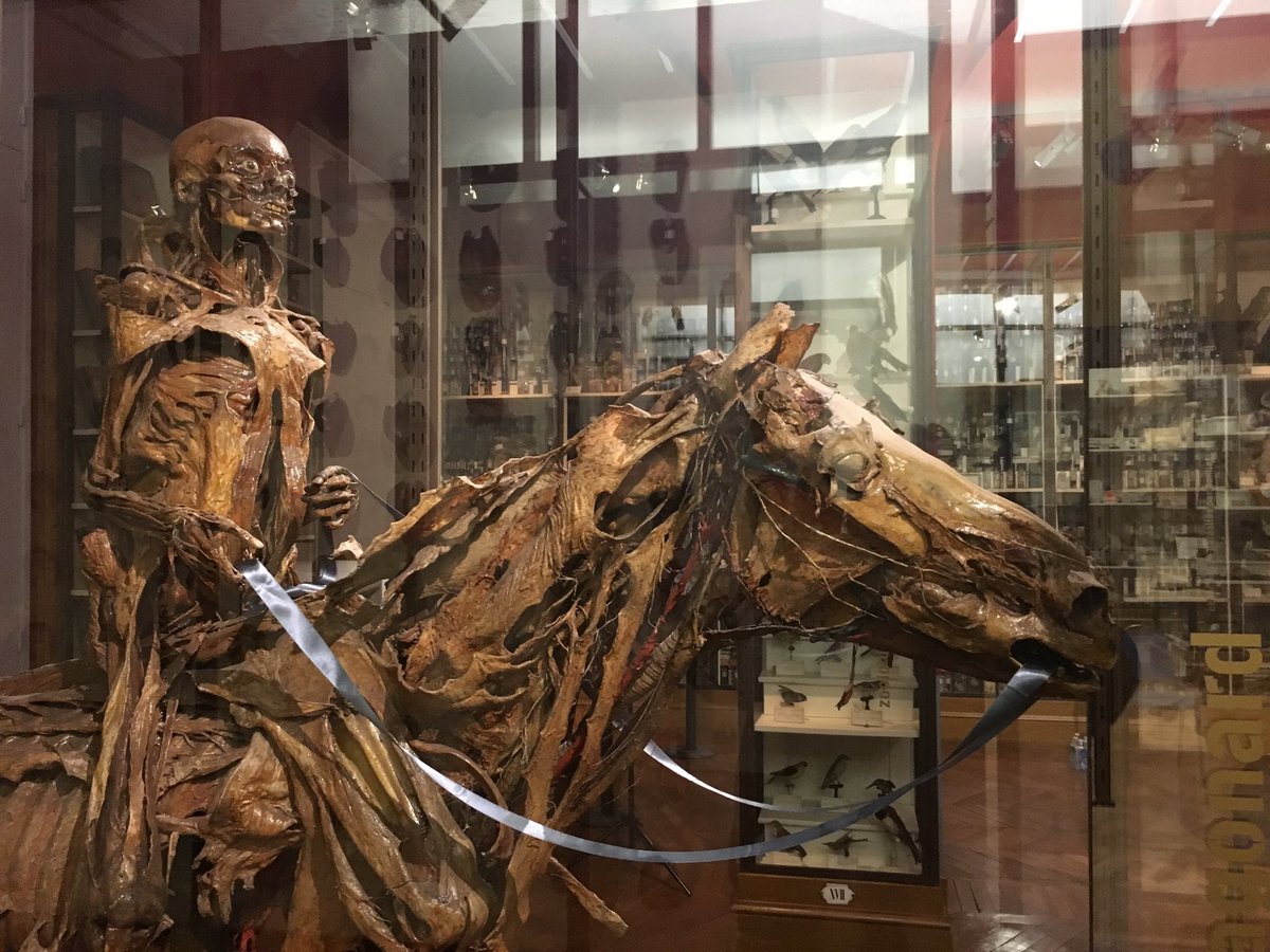 Musei strambi. Maisons-Alfort (Francia): Museo Fragonard | Non sono  ipocondriaco, image size:1200x900