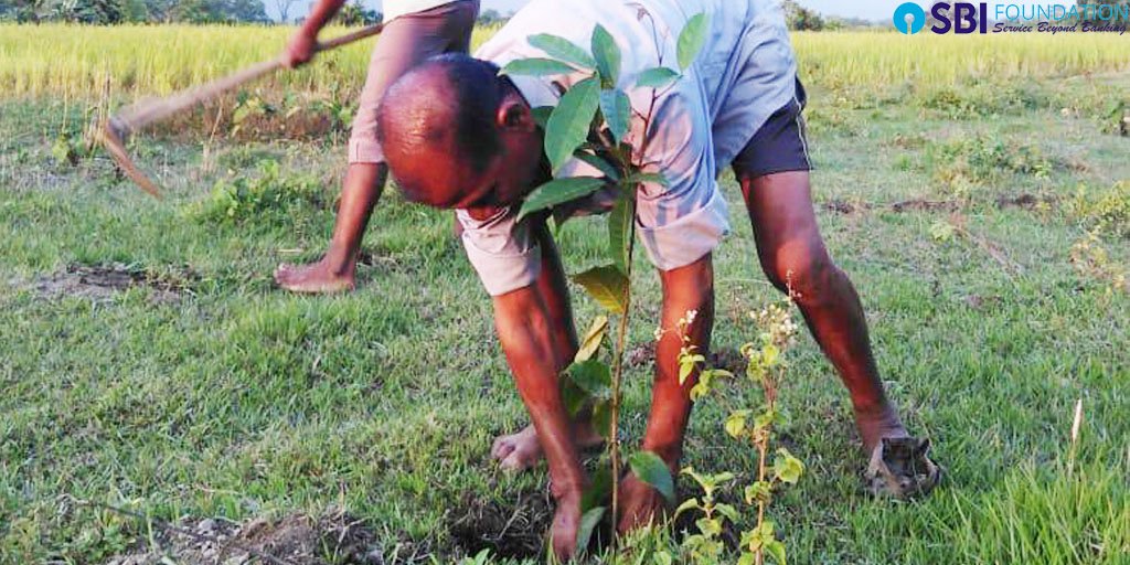 "Someone's sitting in the shade today because someone planted a tree a long time ago.”- <a href="/WarrenBuffett/">Warren Buffett</a> 
10, 814 𝗧𝗿𝗲𝗲𝘀 planted by people of 50 villages in 🇮🇳 adopted under our one of the flagship programs, SBI Gram Seva. #SwachhBharat #CSR
<a href="/TheOfficialSBI/">State Bank of India</a> | <a href="/moefcc/">MoEF&CC</a> | <a href="/UNESCO/">UNESCO 🏛️ #Education #Sciences #Culture 🇺🇳</a>