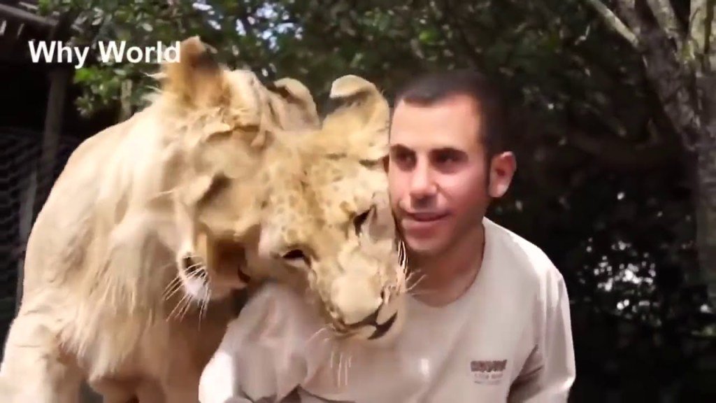 癒しを求めて 動物のおもしろ動画 Pj9wcoynvxbuswl Twitter