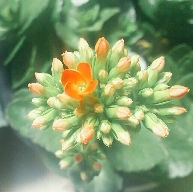 カランコエのtwitterイラスト検索結果 古い順