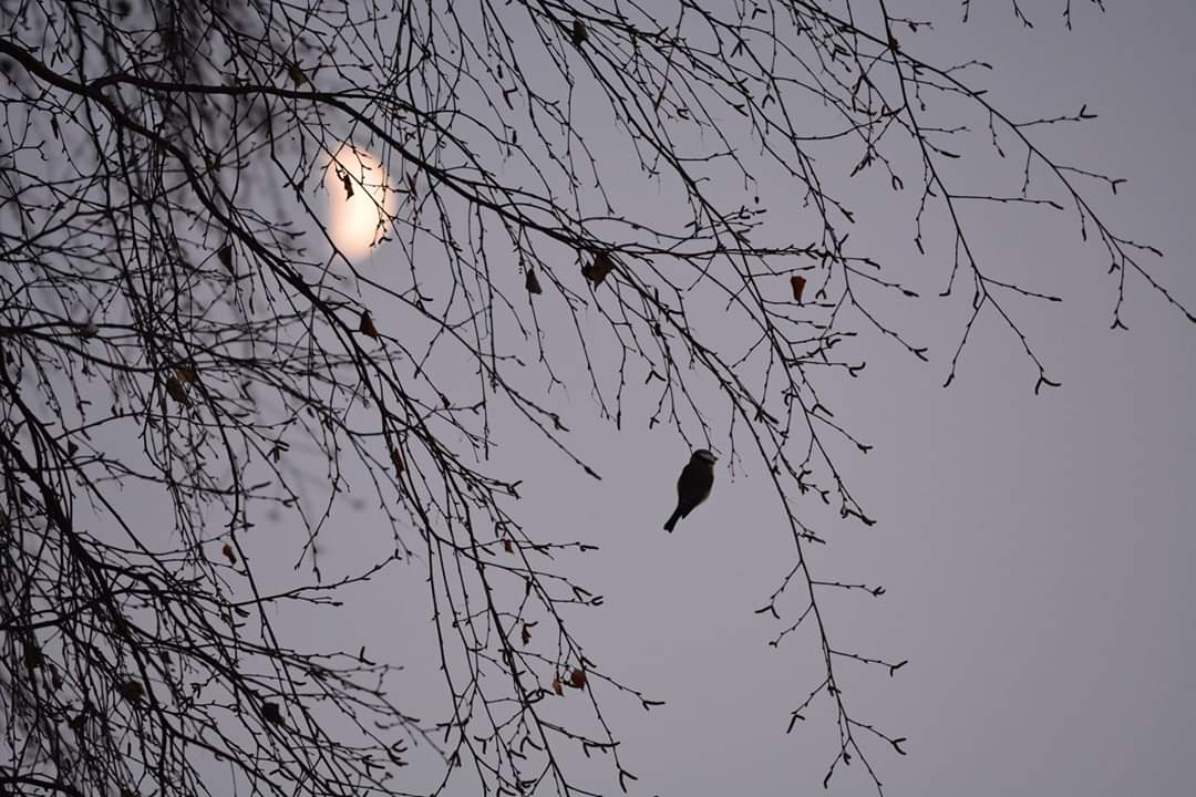 MagnusCarlbring's tweet photo. En blåmes i skymningen. #fågelfoto https://t.co/hHxOipiORL