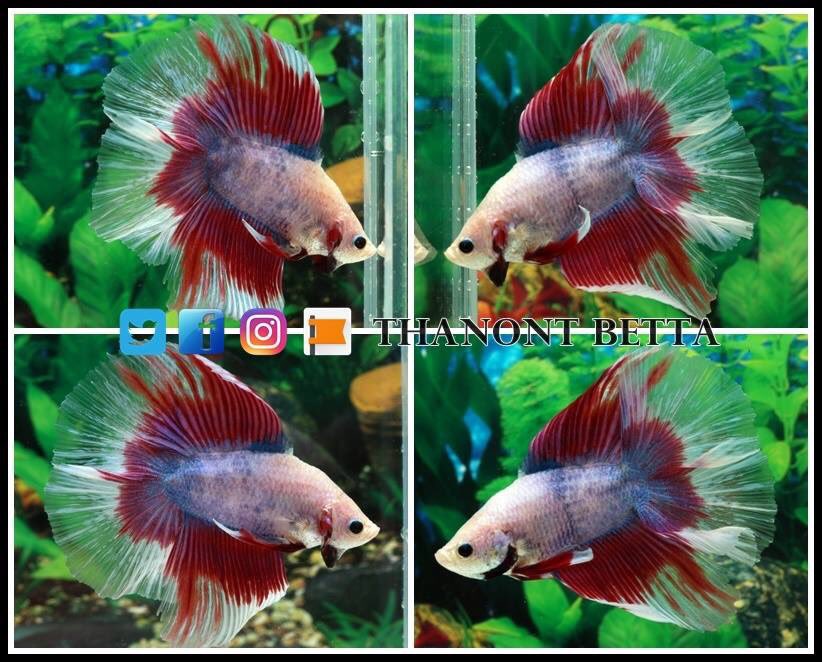 ThanontB's tweet photo. #ปลากัด #betta #HMPK #fancy #Halfmoon #Doubletail #Crowntail #Wild Types #Plakat #Veiltail #Thailand #USA #Canada #Germany #China #Denver #Florida #California #Minnesota #Mexico #United Kingdom #Australia #Japan #Taiwan #Hong Kong #Singapore #Philipines #Malaysia #Vietnam https://t.co/zLLNIo5ZOi