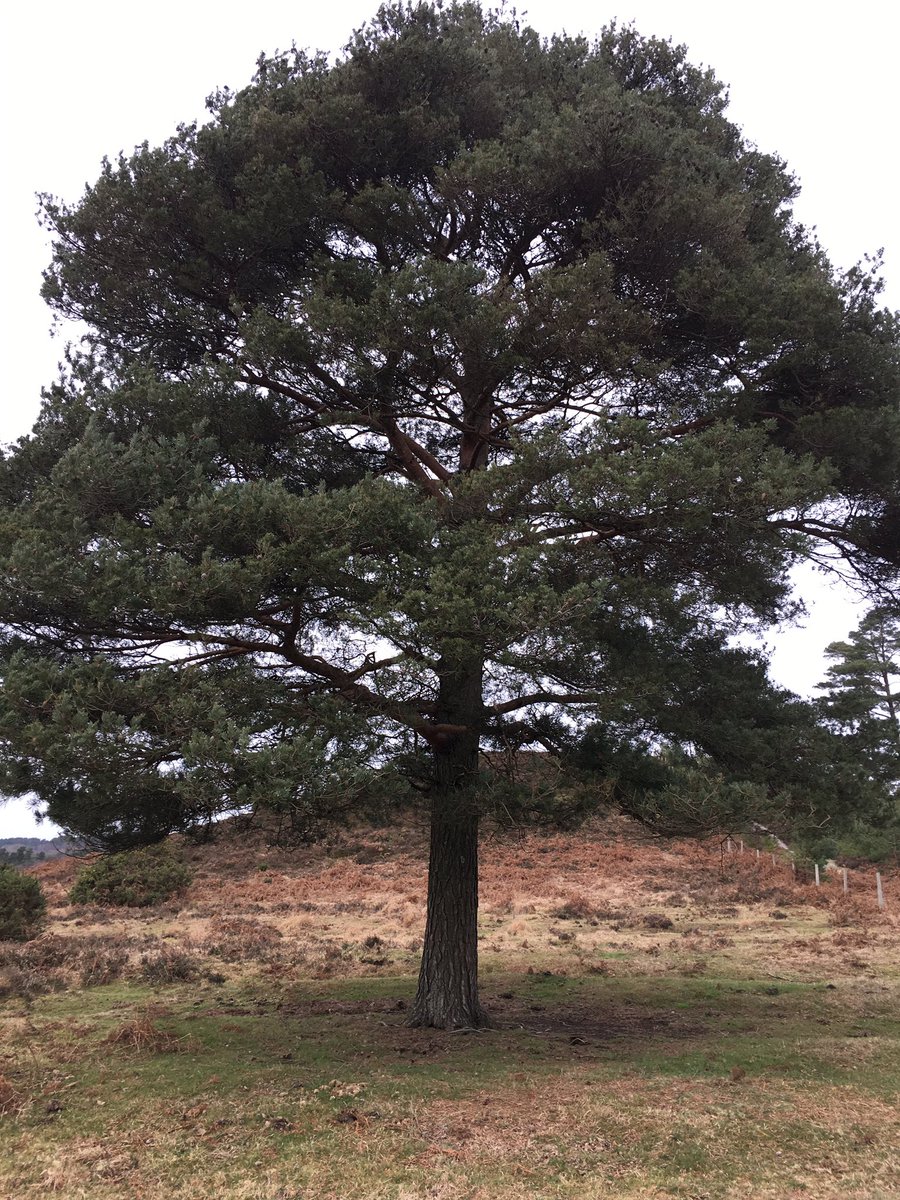 0xSagemate's tweet photo. Day 5 of our 31 days in January.
So far enjoying hosting the first #satchatUK of 2019 followed by #brunch in #lymington and now in the #NewForest
HUGE thank you to all who contributed.
Pls follow us and RT our pinned tweet to be entered in our #competition https://t.co/cCQa0P3QpI