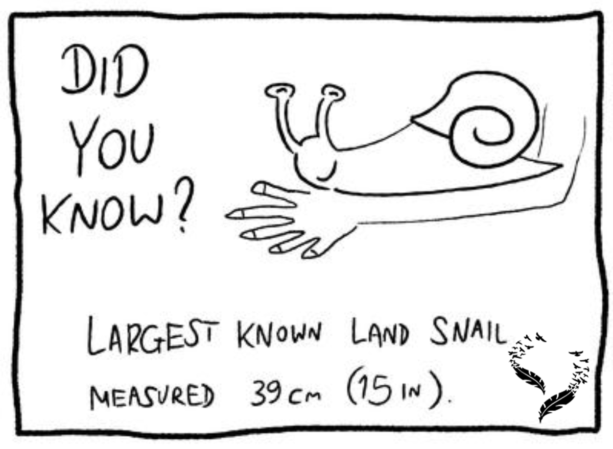 BrainWings's tweet photo. Happy weekend to everyone🐌
#BrainWings https://t.co/pT6nITGJYo