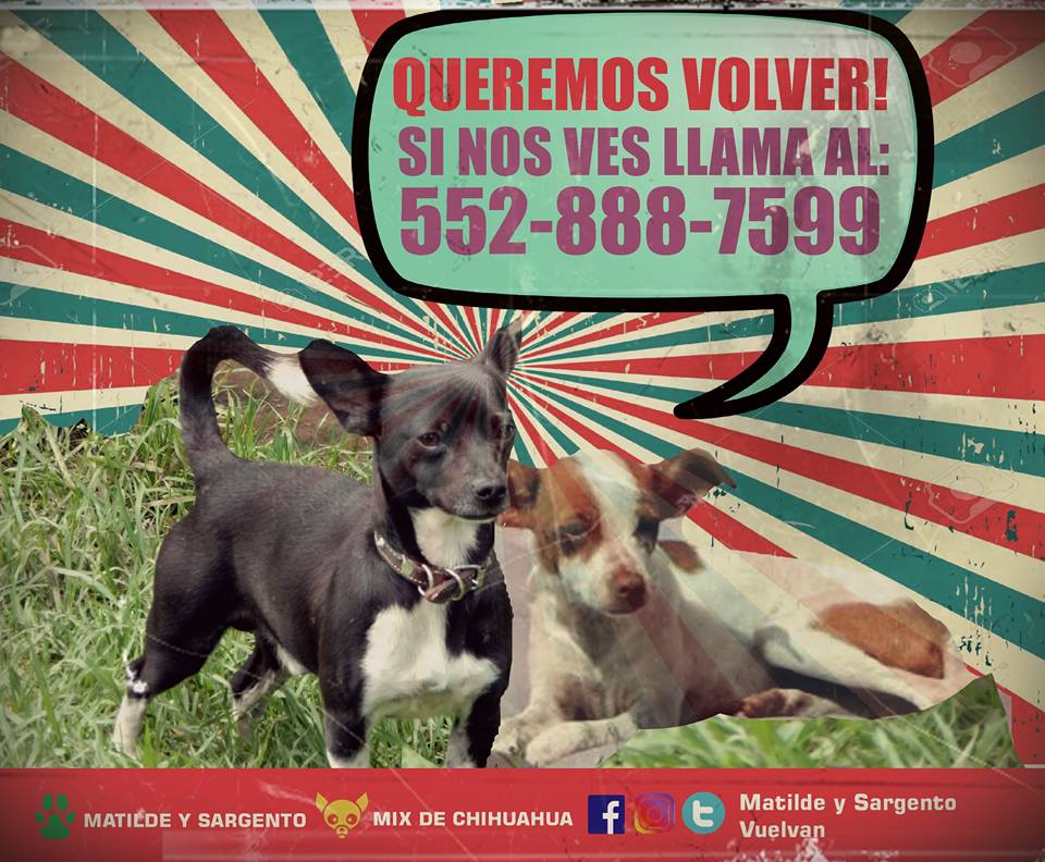 MySvuelvan's tweet photo. ¡AYUDENOS A ENCONTRARLOS PRONTO POR FAVOR! SI LOS HAS VISTO, SABES QUIÉN LOS TIENE O DONDE ESTÁN, NO DUDES EN AVISARNOS, CONFIAMOS EN USTEDES, GRACIAS #perritosperdidos #chihuahuas #chihuahuasperdidos #perritosencontrados #Matildeperdida #sargentoperdido #matildeysargentovuelvan https://t.co/DOhQ5anlFP
