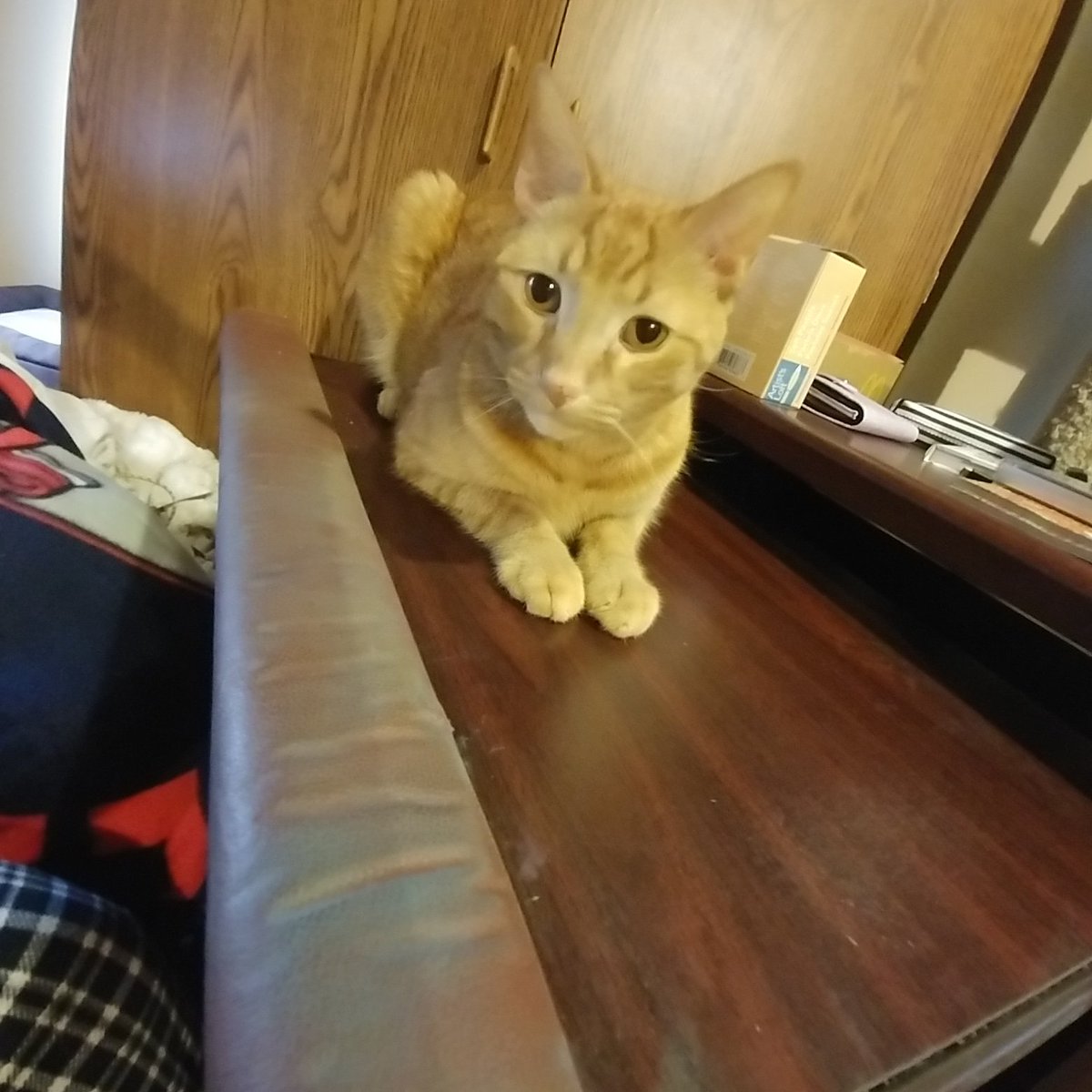 AjaxCheetto's tweet image. Meowmy was trying to do some drawing stuff. She pulled out her drawing desk draw &amp;amp; I thought it looked comfy. Now she can't do anything but pay attention to me right? #allaboutme #catladyproblems #whatdoidonow #CatsofTwitter