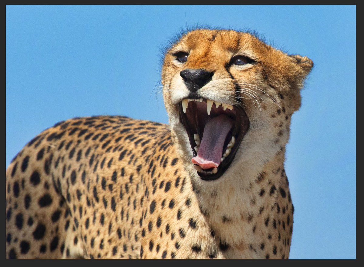 WmColglazier's tweet photo. Sony World Photography contest, a global platform to raise wildlife conservation awareness through photography. https://t.co/oUlyn9pkSr
