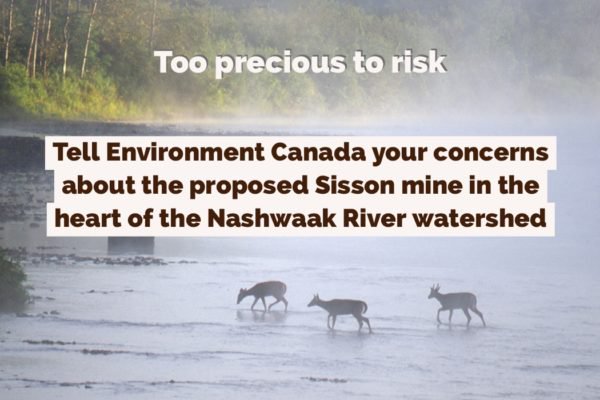 cc_nb's tweet photo. Give yourself a pat on the back! Last year, with your help, hundreds of NBers wrote the federal government about protecting the #NashwaakRiver from the #SissonMine, spreading our message of protection to more than 120,000 people! https://t.co/OsTms2GMIY #Flashback2018 https://t.co/M3uIOQ6PNL