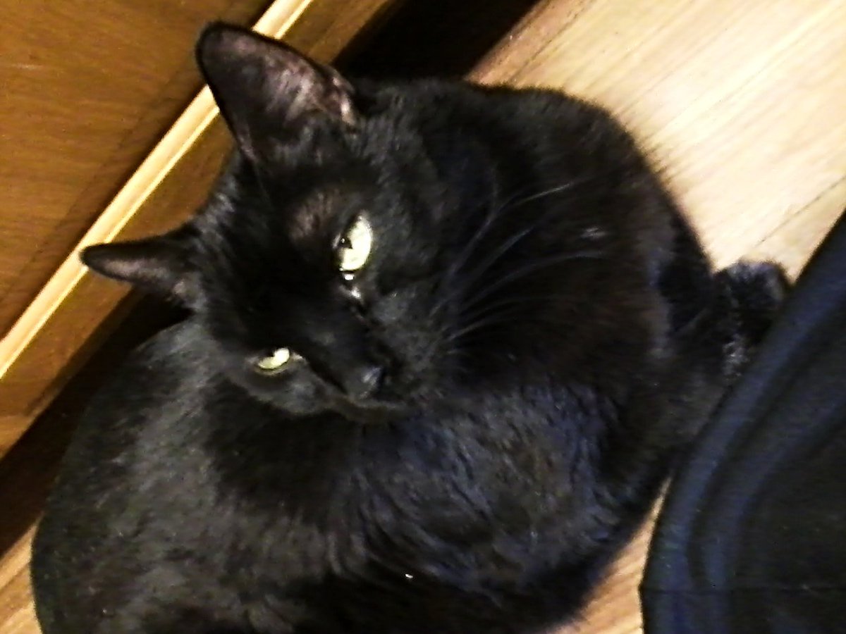 MyDarylArt's tweet photo. Timothy Boese
January 3 at 9:55 AM · 
My Beautiful Baby Boy, Mookie says GOOD MORNING.‼️
🖤🖤🖤🐾🐾🐾

#MookieRules #ILoveMyCat #MyCatRules #ProudCatLover #ILoveCats. https://t.co/K1bghbY4LA