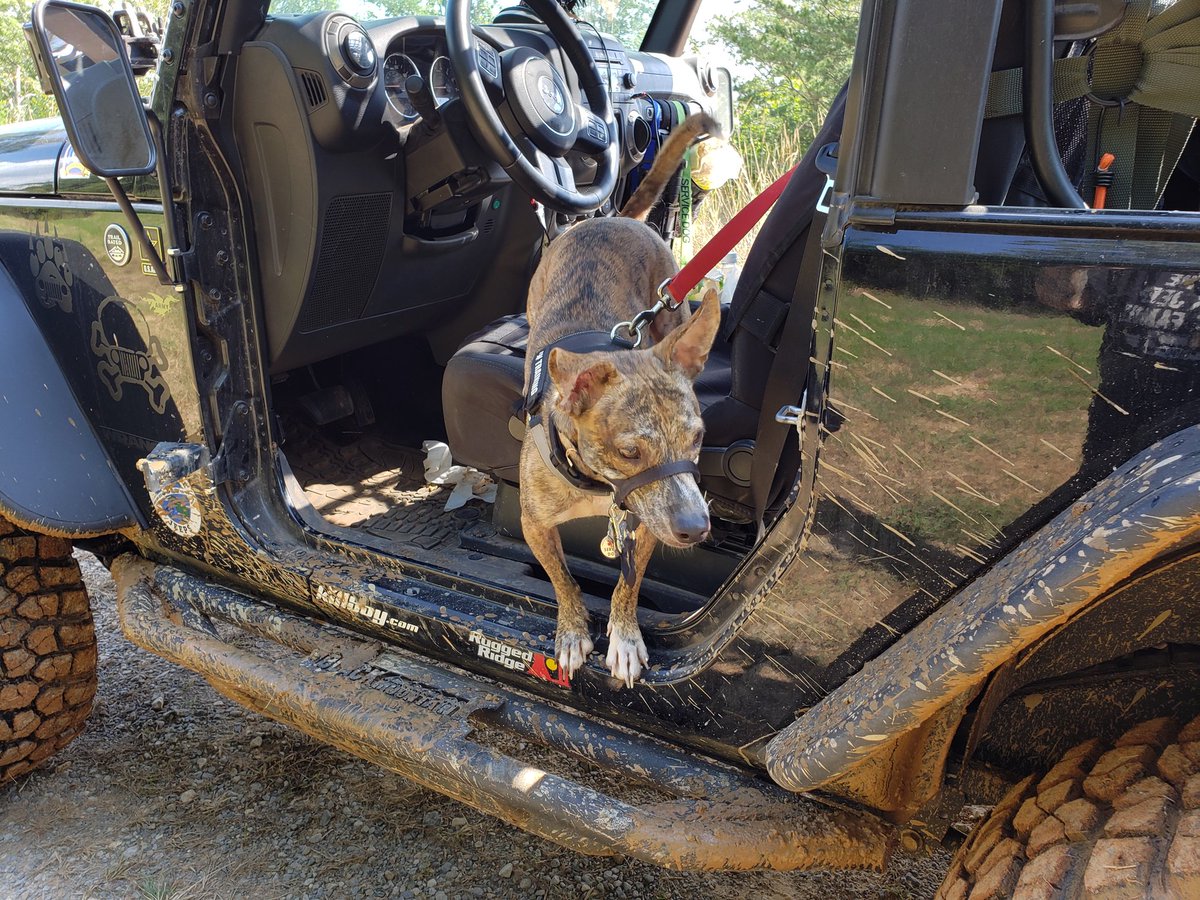 donnaghostbear's tweet photo. Tiger Jack, PTSD service dog and Jeep dog extraordinaire. #TigerJack #jackahoula #PTSDdog #jeepmafia #servicedog https://t.co/SwYpfL7Eqv