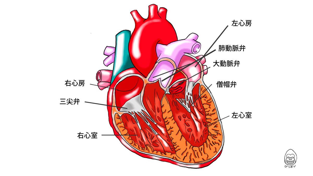 ゴリポン Licosの中の人 בטוויטר 描きました 心臓です これはリアルなver 光沢が難しいなー もう少し書き込み 派手さを控える作業が必要だな イラストで解剖学 イラスト 心臓 リアルテイスト