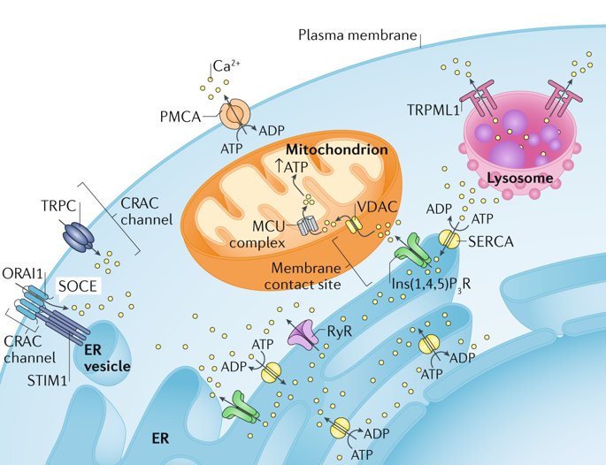 mmw_lmw's tweet photo. #Mitochondrial_Calcium | Machinery, Regulation and Cellular Function | Intracellular Ca2+ Signaling | Paolo Pinton @UniFerrara @NatRevMCB https://t.co/oer4bBuvUu | #2018ReCap_Aug https://t.co/5Y4WaJcXlb