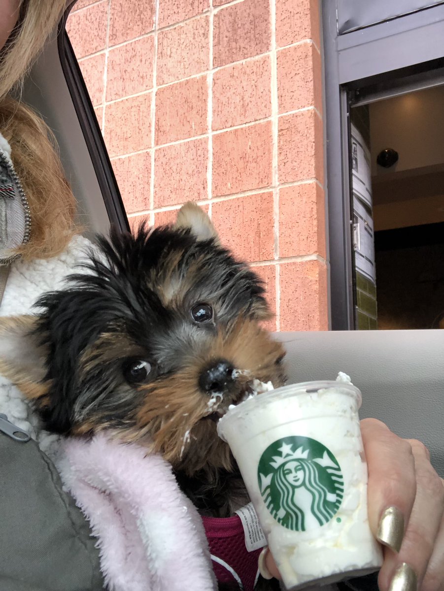 melissapugh2's tweet photo. Love the pupcup!
#tinkerbella https://t.co/SRPbM5O7JI